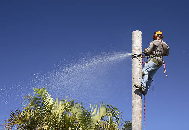 Reliable De Witt, NY Tree Care Solutions