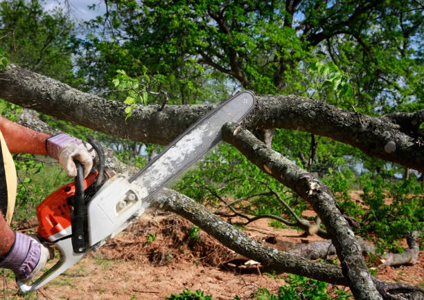 Trusted De Witt, NY Tree Care Experts